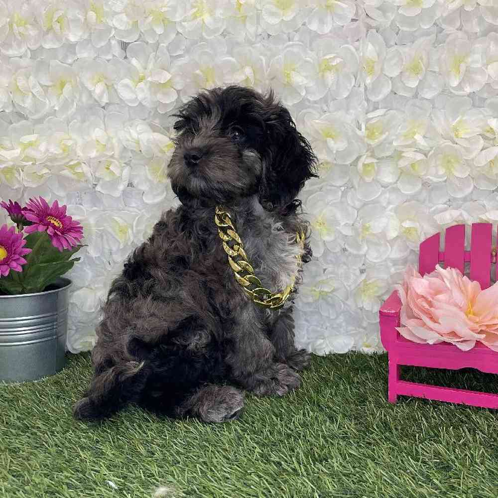Male Cockapoo Puppy for Sale in Braintree, MA
