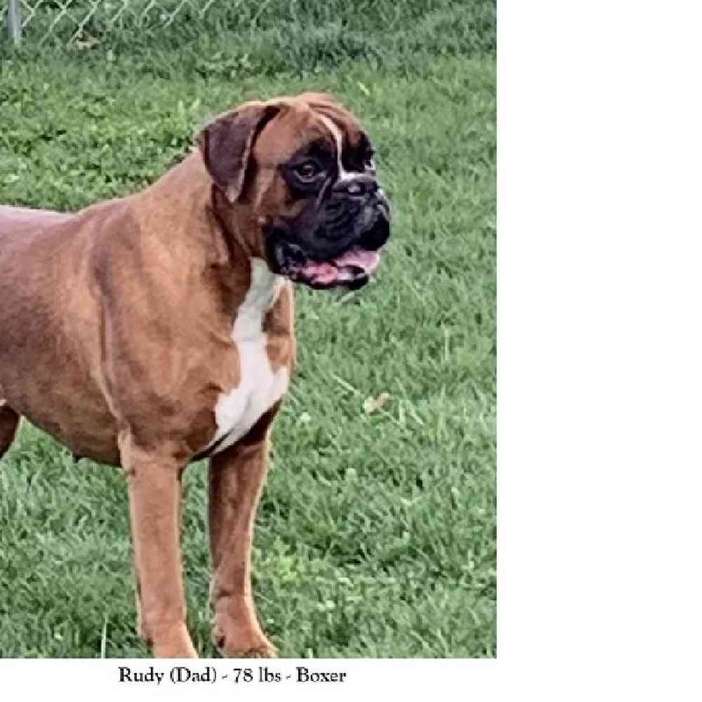 Female Boxer Puppy for Sale in Saugus, MA