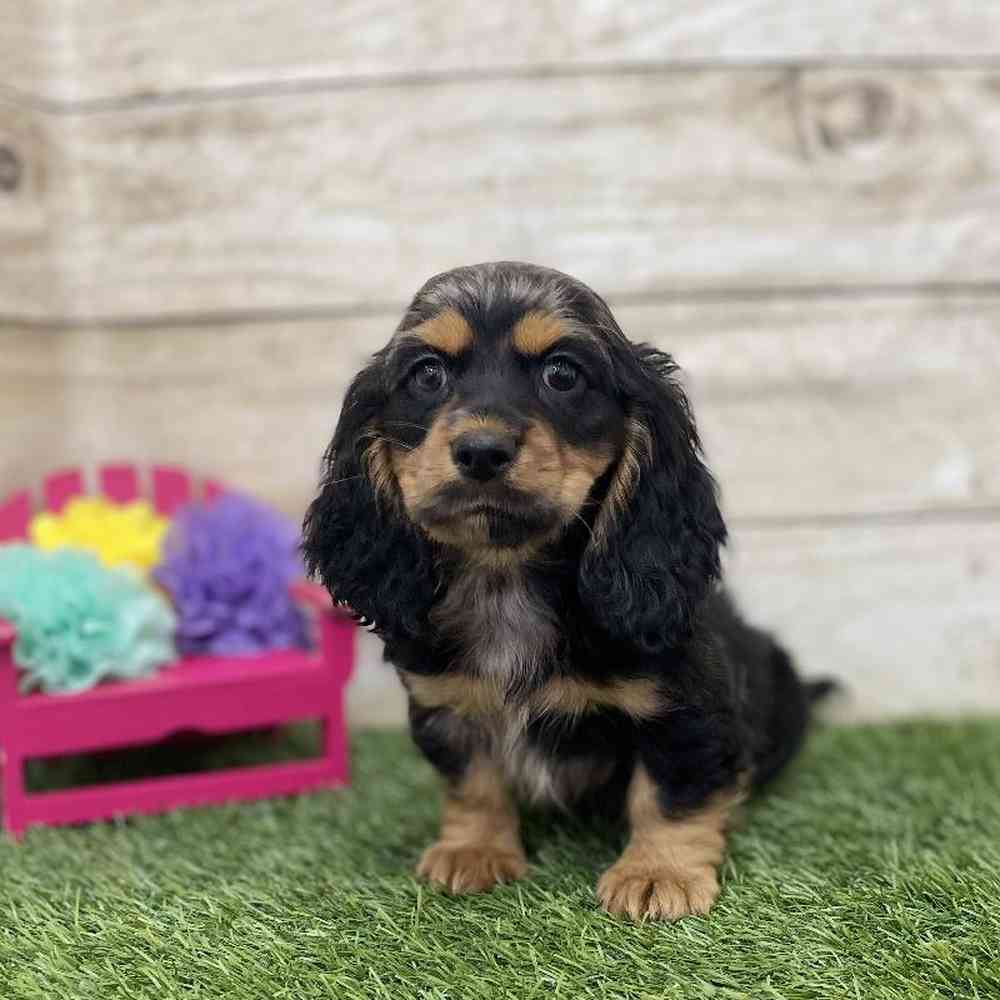 Male Docker Puppy for Sale in Braintree, MA