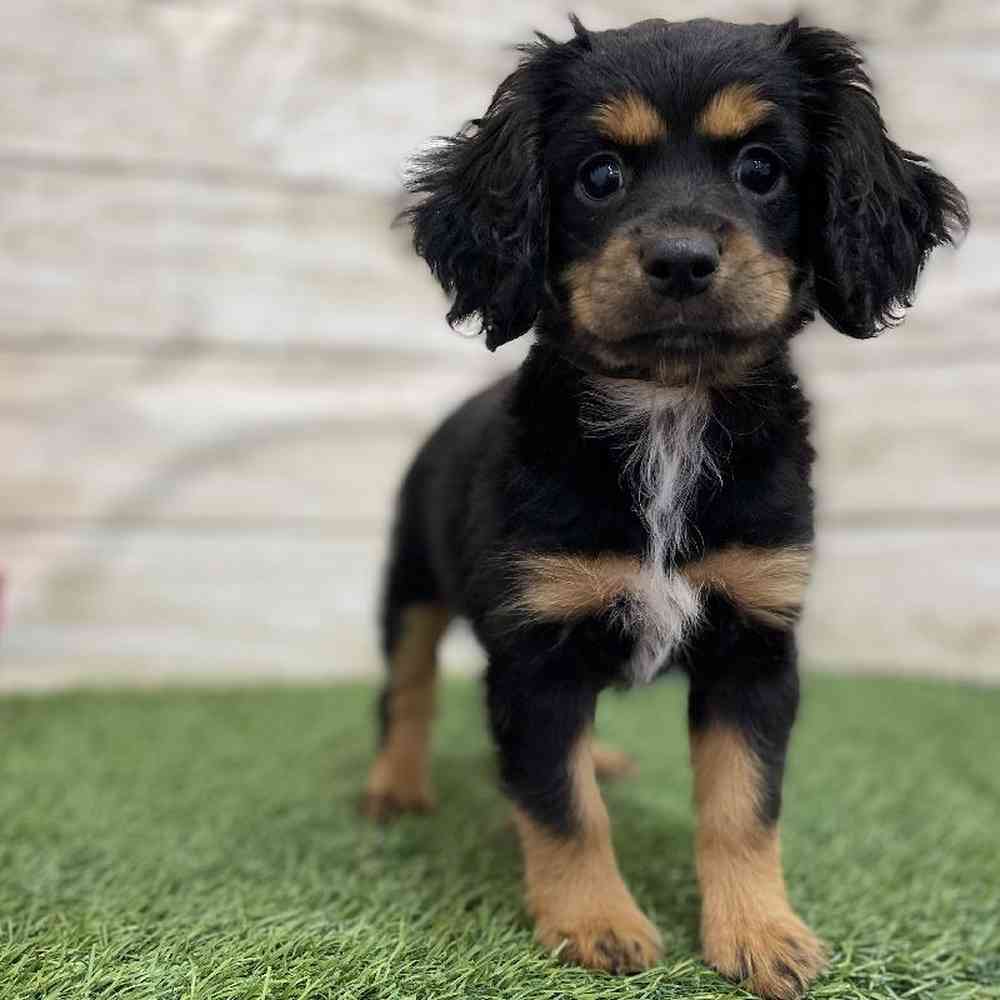 Female Cotralian (Mini Aussie/Cocker Spaniel) Puppy for Sale in Braintree, MA