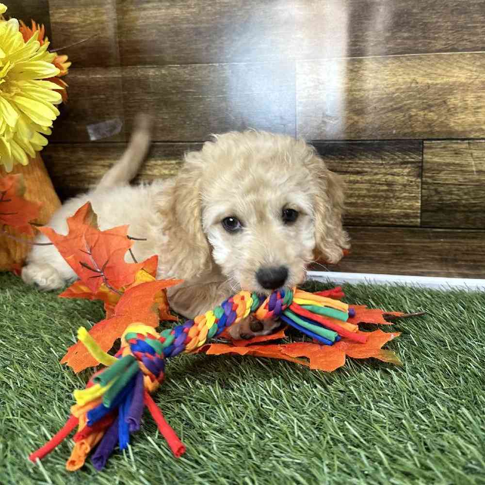 Male Cockapoo 2nd Gen Puppy for Sale in Saugus, MA