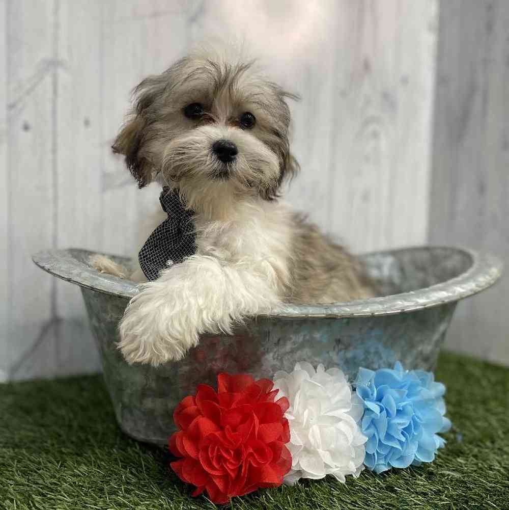 Male Malshi Puppy for sale