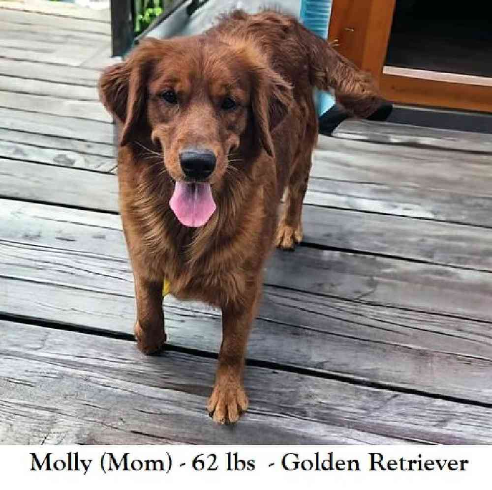 Female Golden Retriever Puppy for Sale in Braintree, MA