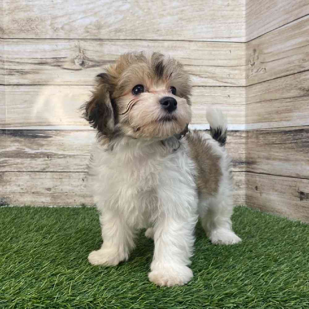 Female Hava-Chon Puppy for Sale in Saugus, MA