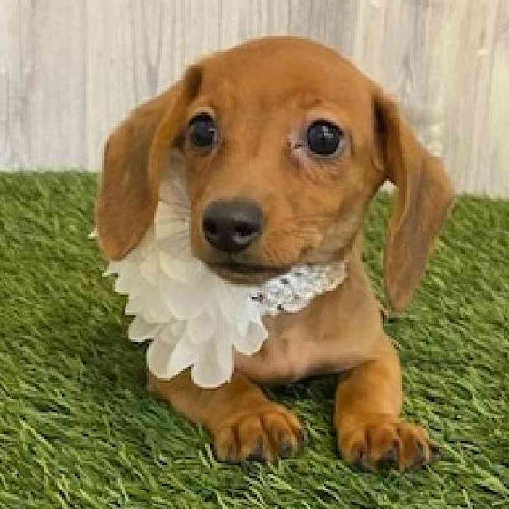 Female Dachshund Puppy for sale