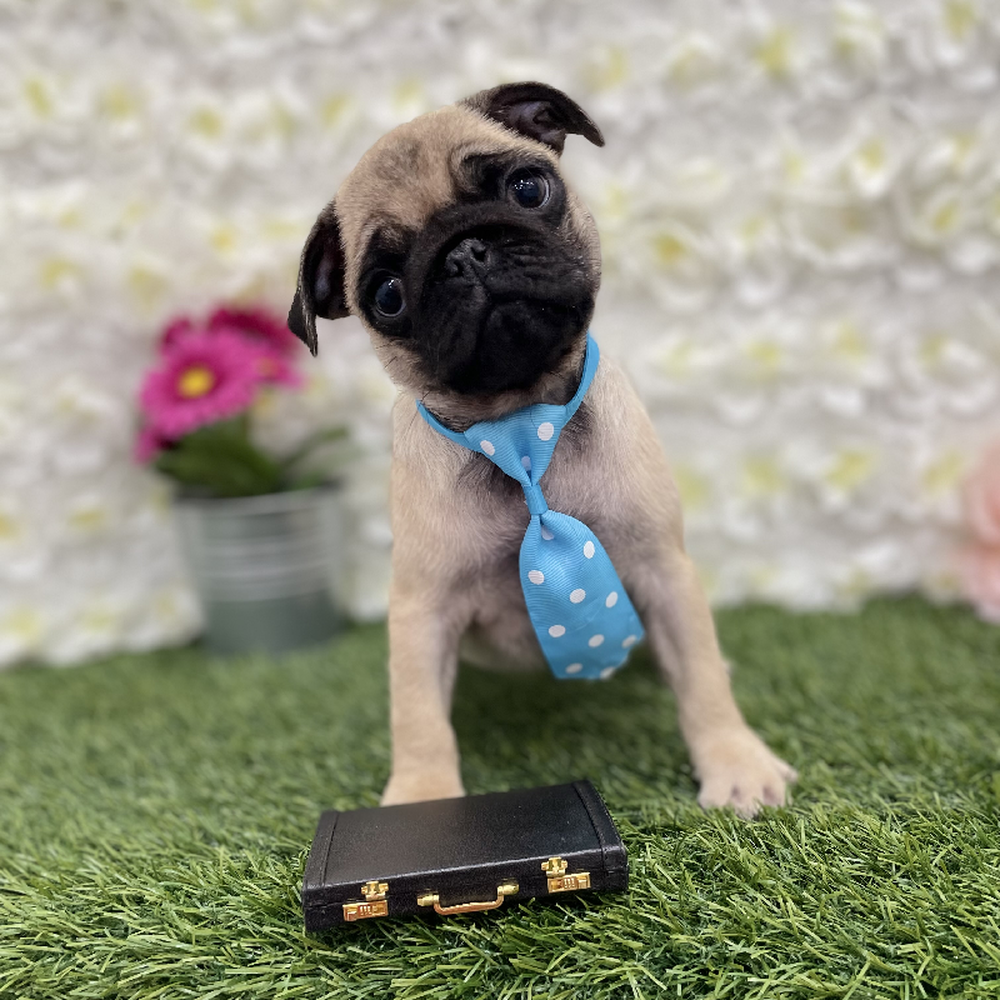 Male Pug Puppy for Sale in Braintree, MA