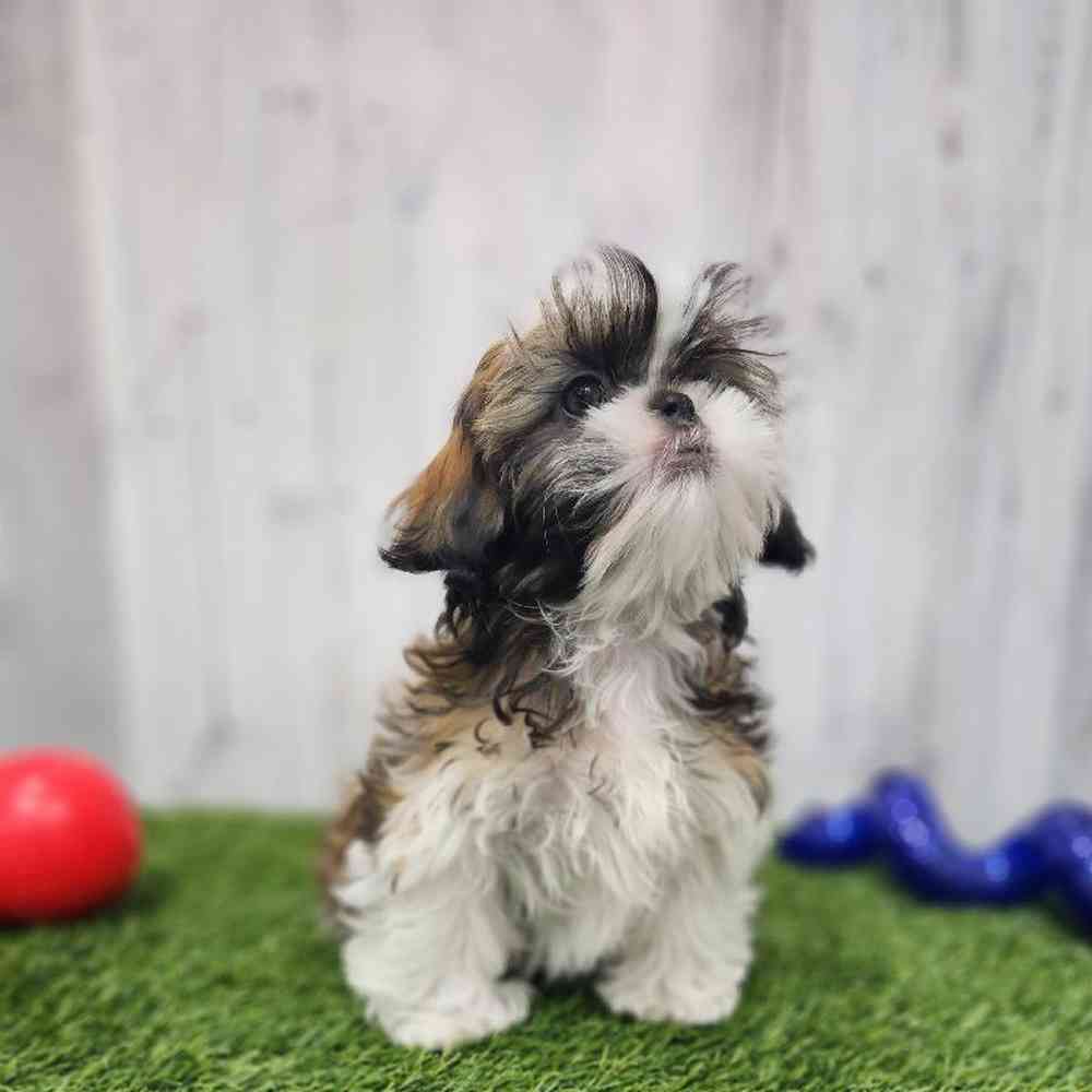 Male Shih Tzu Puppy for Sale in Braintree, MA