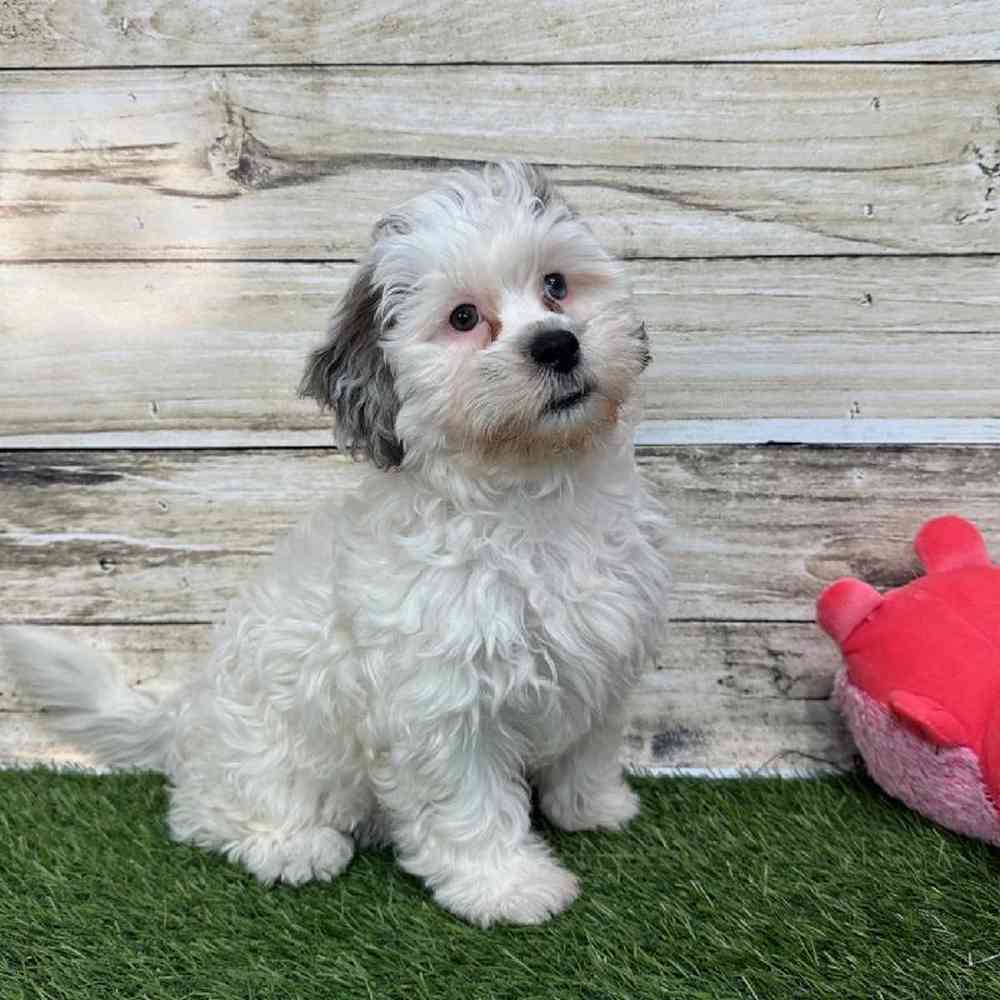 Female Shih-Poo Puppy for Sale in Saugus, MA