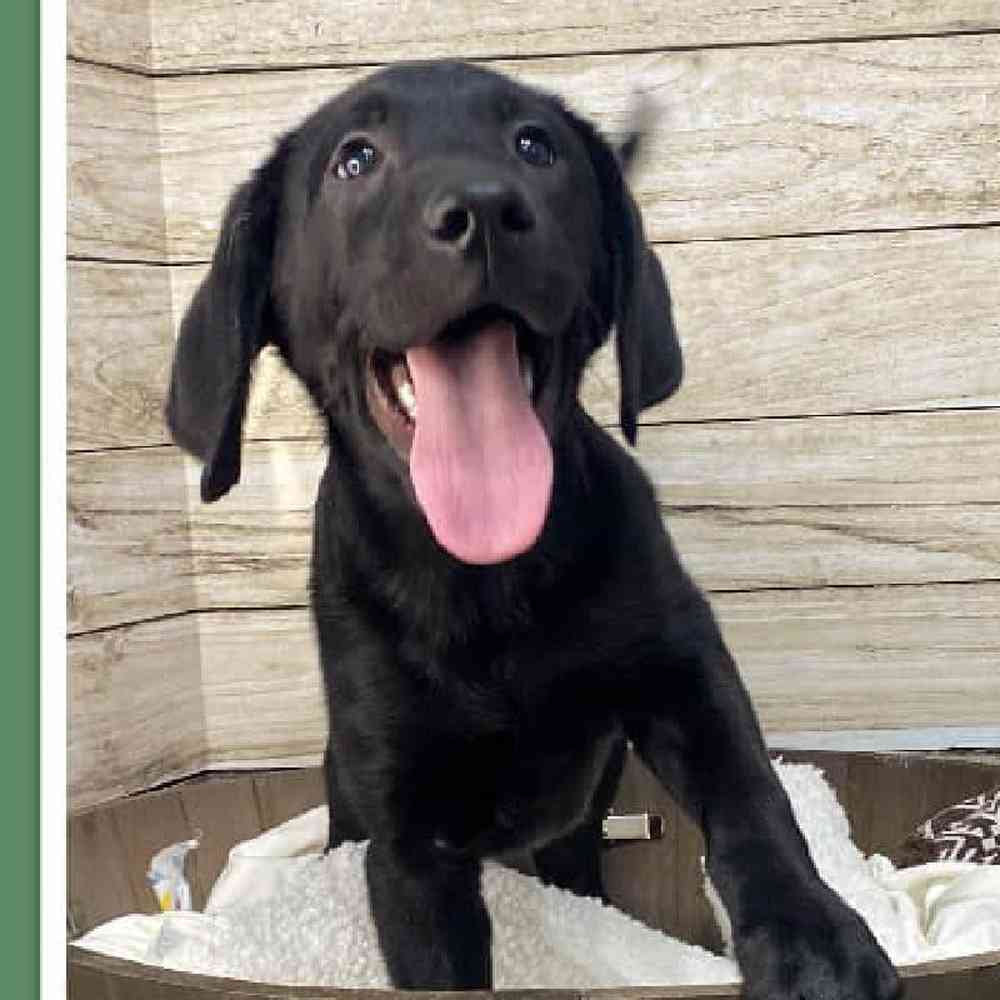 Male Labrador Retriever Puppy for Sale in Saugus, MA
