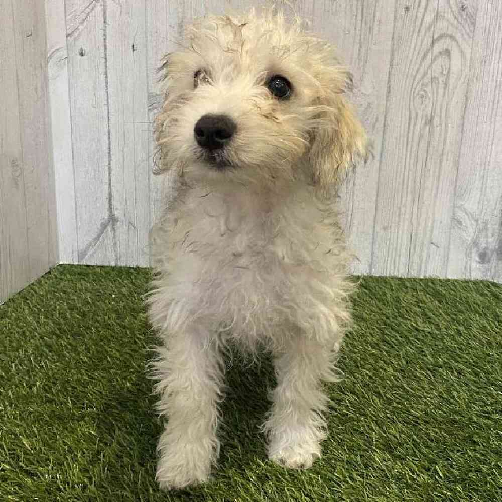 Male Chonzer (Bichon/Min Schnauzer) Puppy for sale