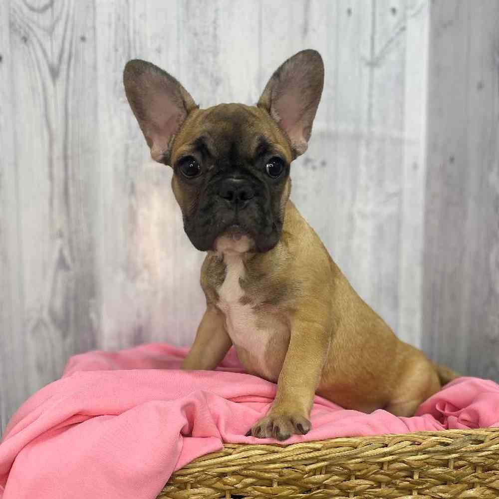 Female French Bulldog Puppy for Sale in Saugus, MA