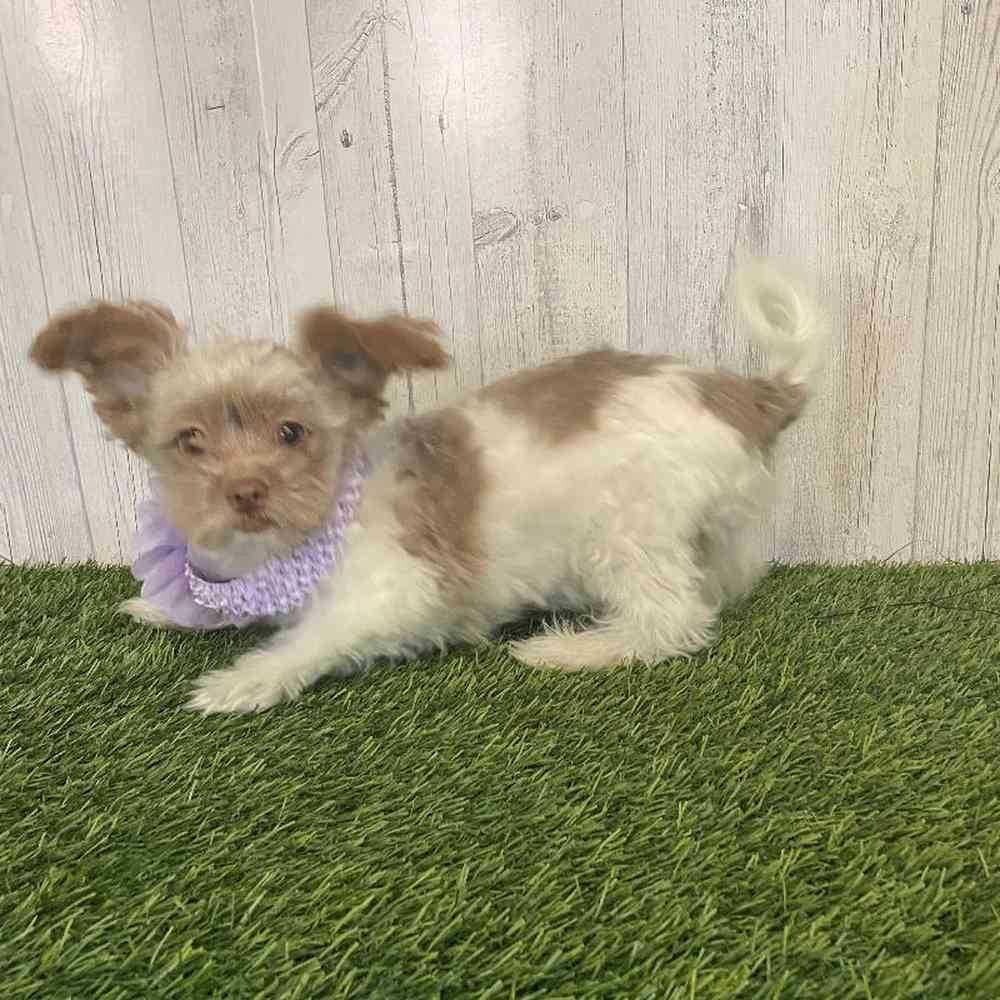 Female Hava-Pom Puppy for sale
