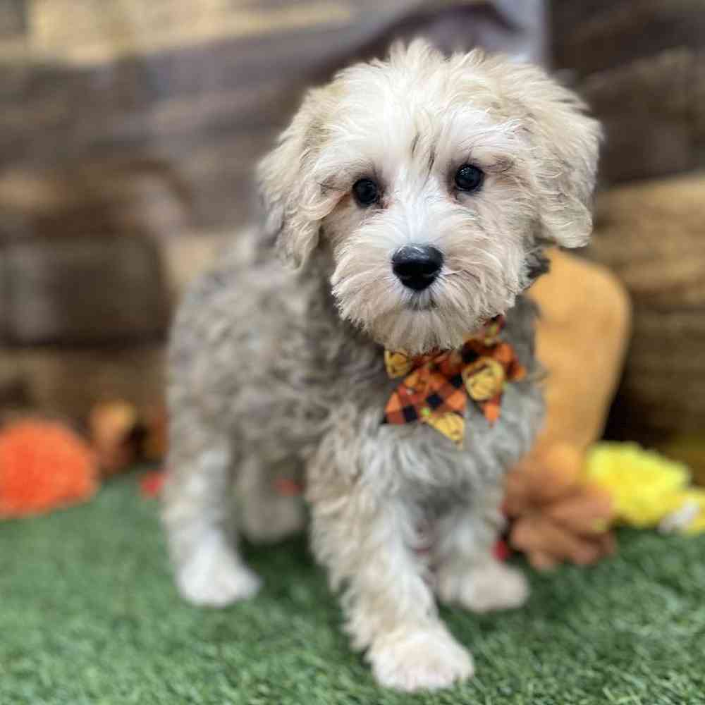 Male Schnoodle Puppy for Sale in Braintree, MA