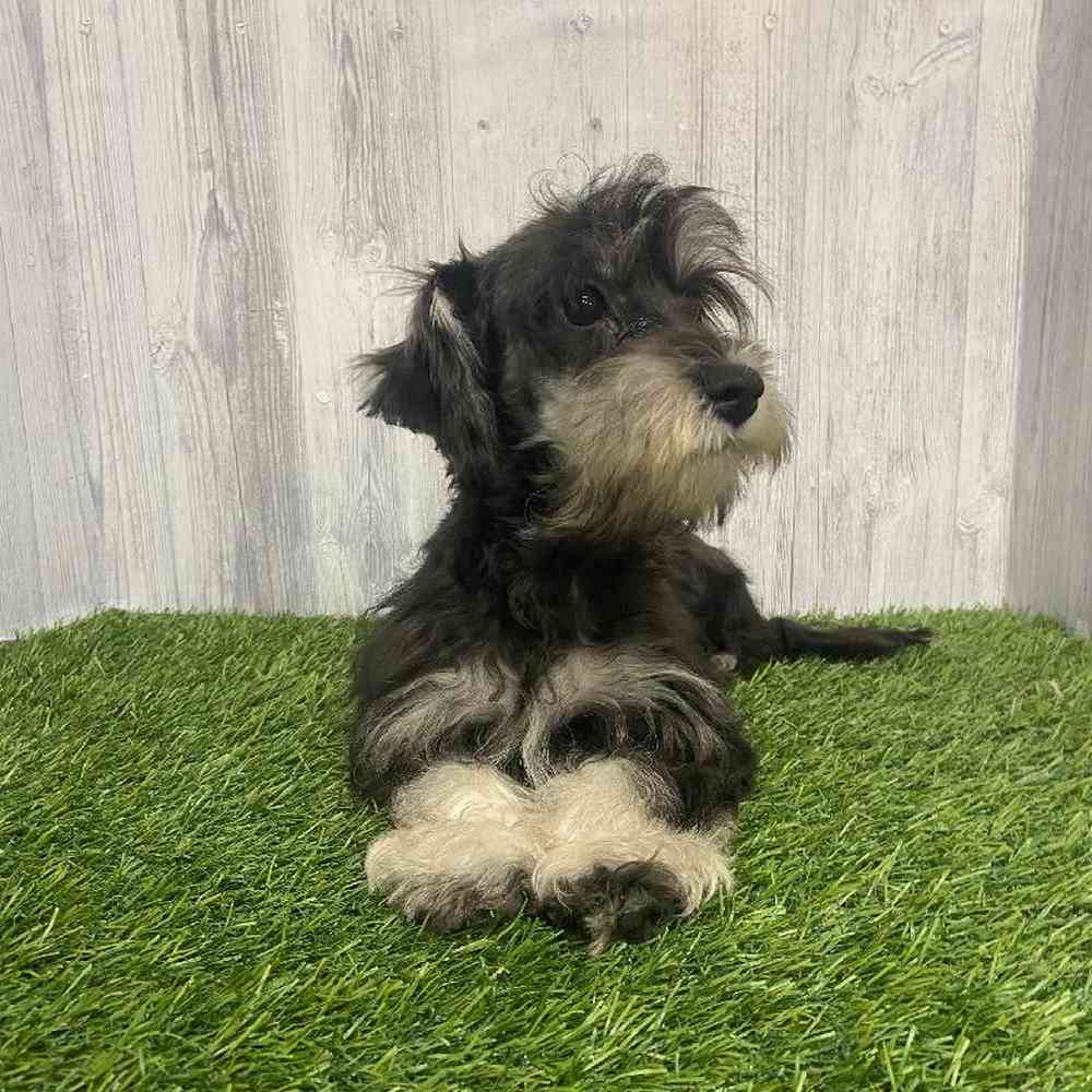 Female Chonzer (Bichon/Min Schnauzer) Puppy for Sale in Saugus, MA