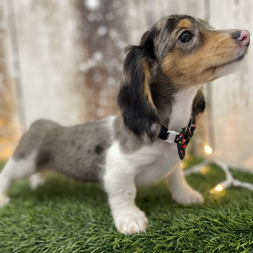 Male Dachshund Puppy for Sale in Braintree, MA