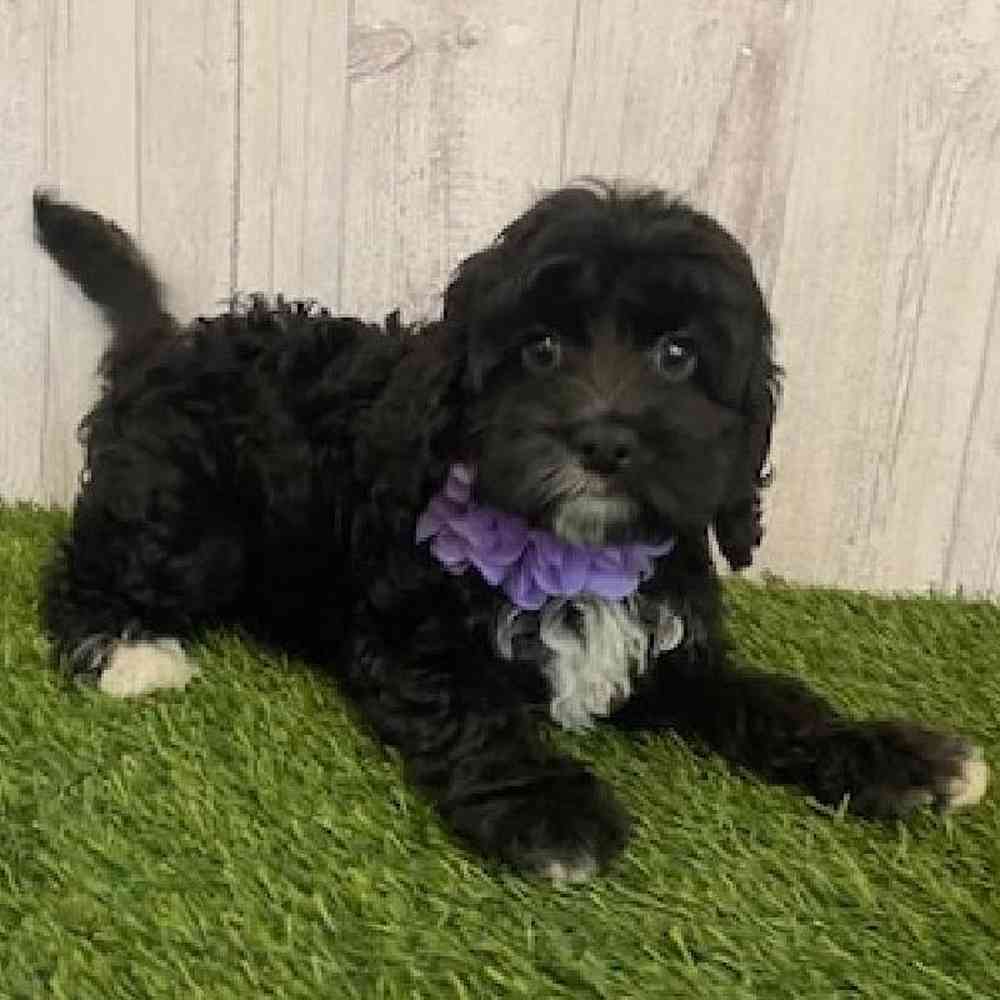 Female Cockapoo Puppy for sale