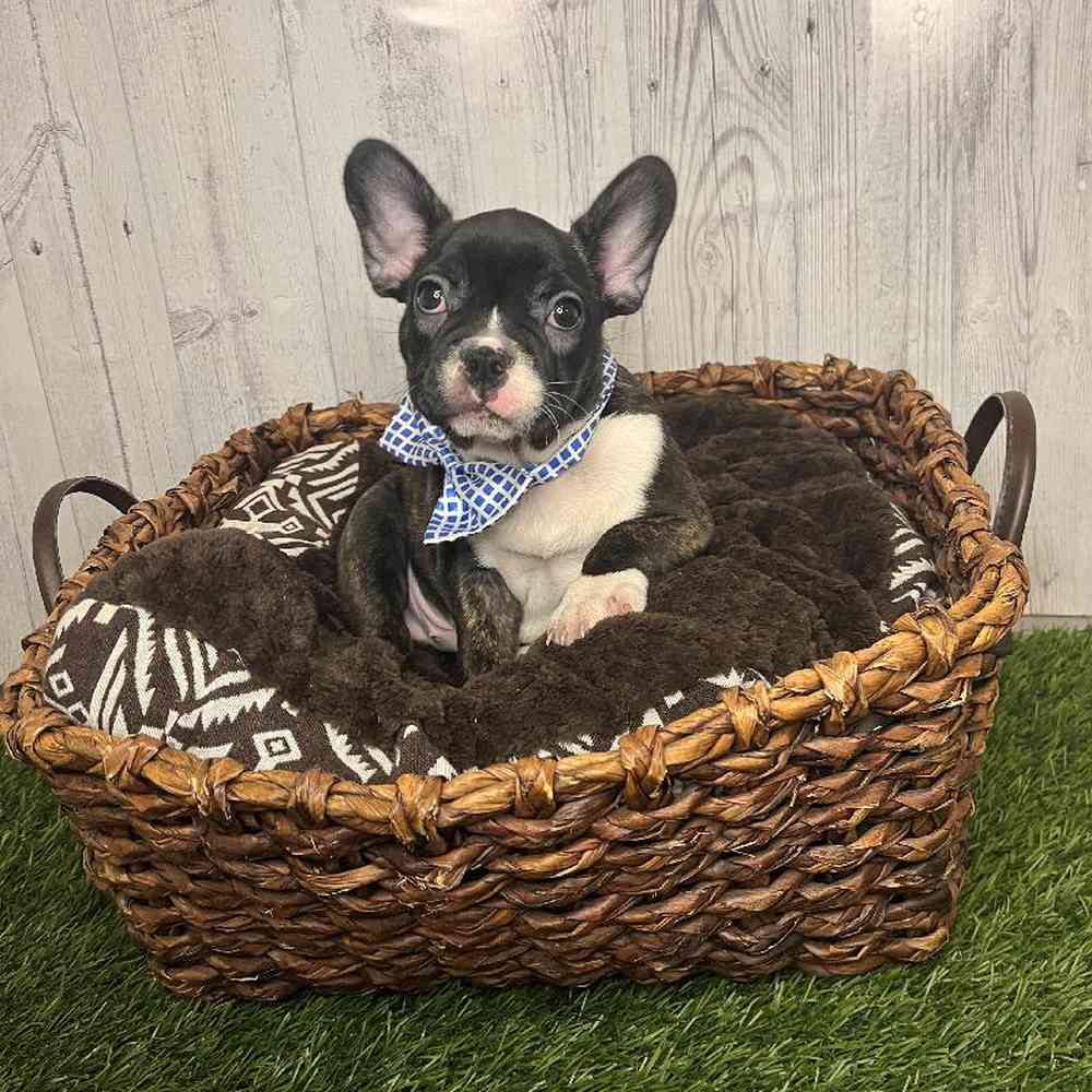 Male French Bulldog Puppy for sale