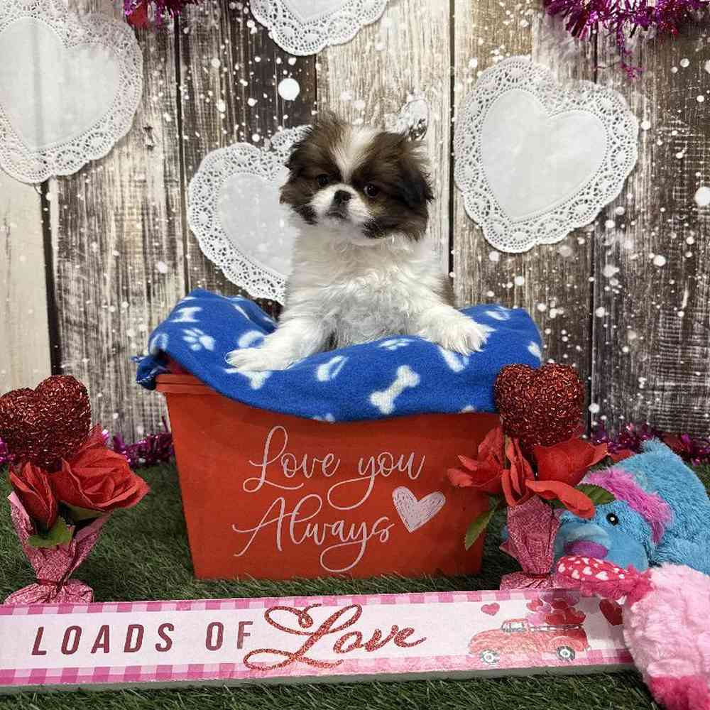 Male Japanese Chin Puppy for Sale in Saugus, MA