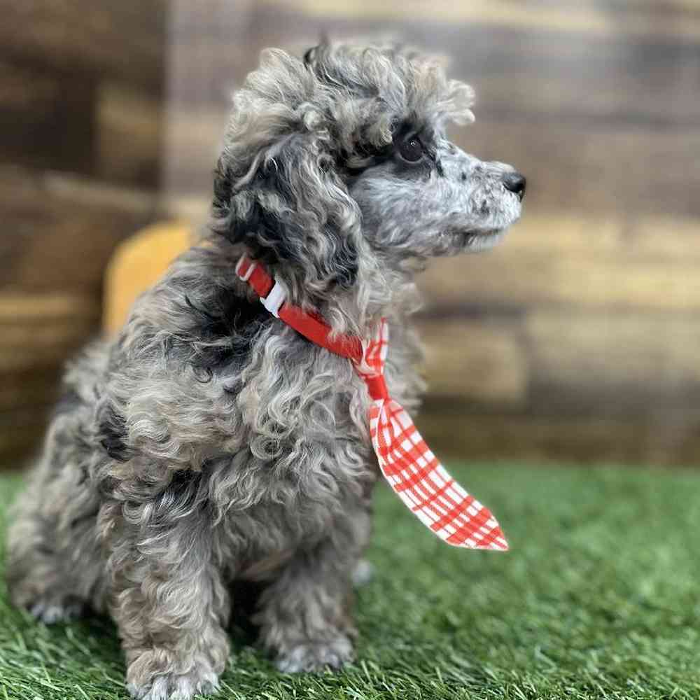 Male Poodle Toy Puppy for Sale in Braintree, MA
