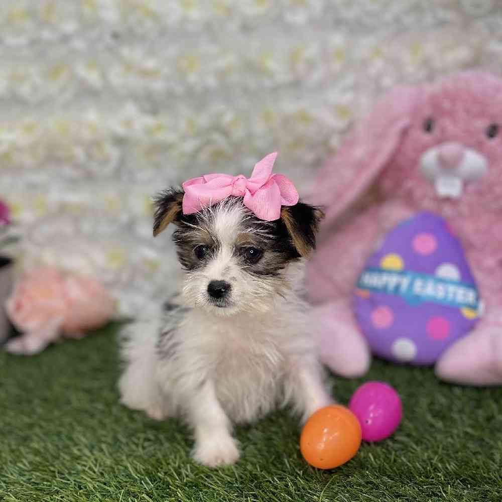 Female Biewer Yorkshire Terrier Puppy for Sale in Braintree, MA