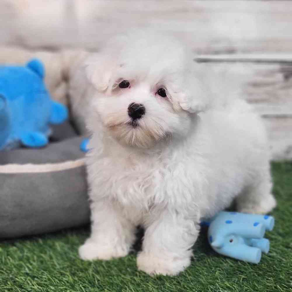 Male Coton De Tulear Puppy for Sale in Saugus, MA