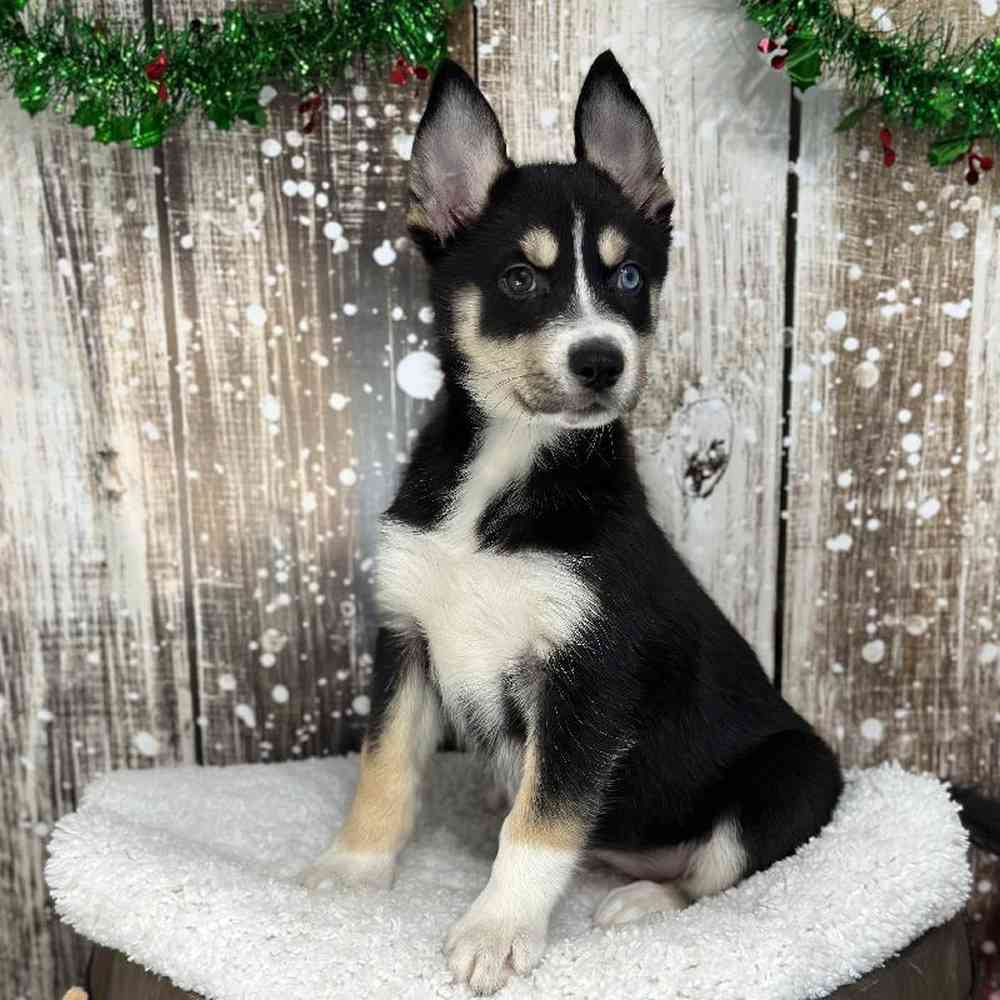 Female Australian Husky Puppy for Sale in Saugus, MA