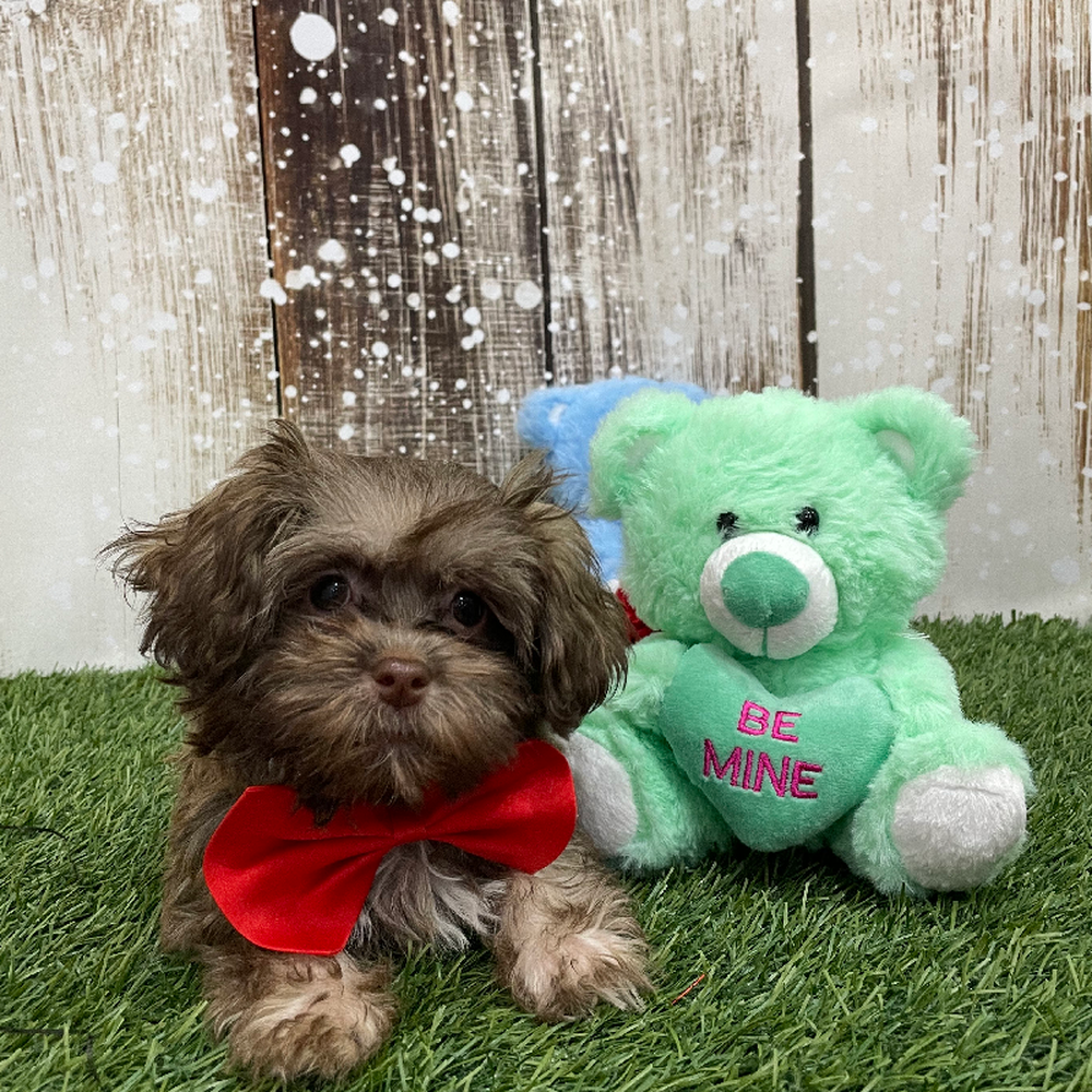 Male Havanese Puppy for Sale in Braintree, MA