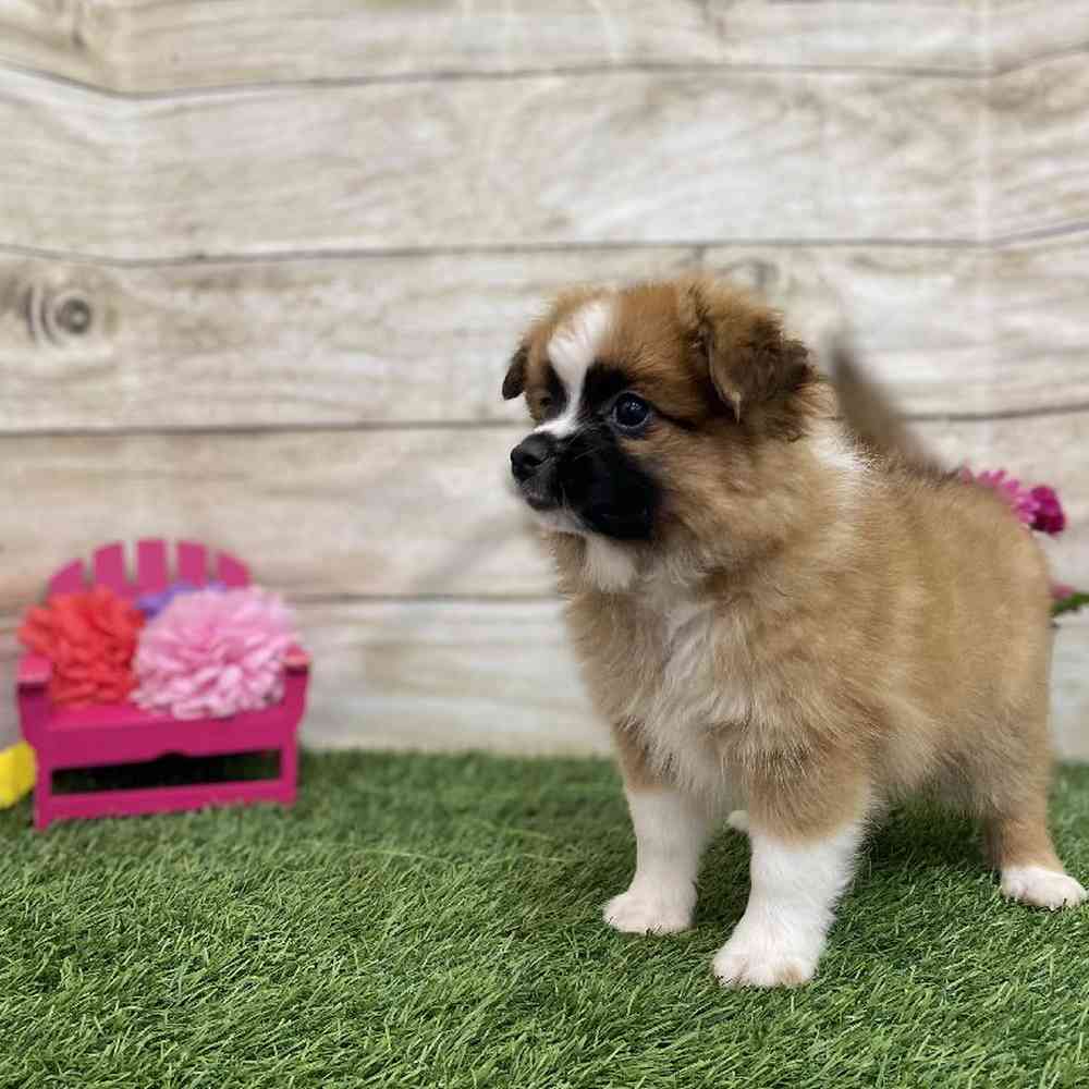Female Aussie Pom Puppy for Sale in Braintree, MA
