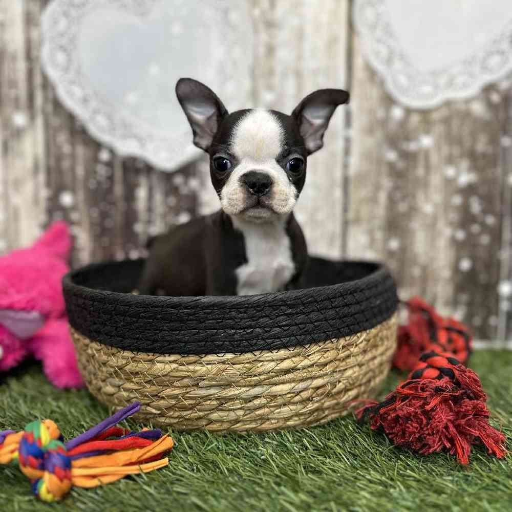 Female Boston Terrier Puppy for Sale in Saugus, MA
