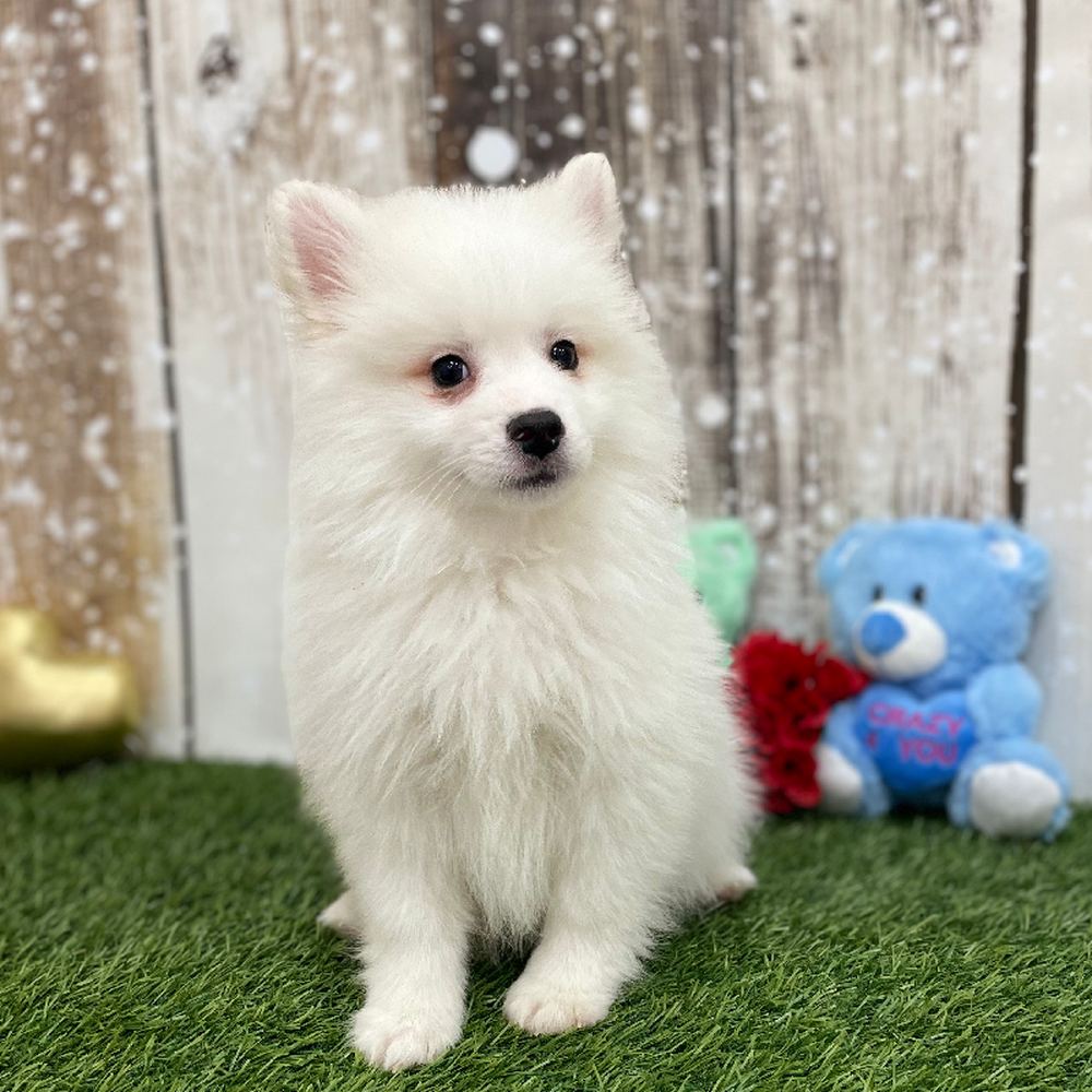 Male American Eskimo Puppy for Sale in Braintree, MA