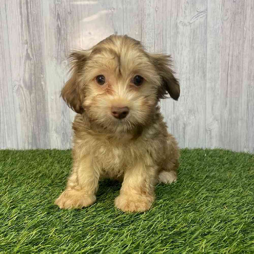 Female Havanese Puppy for Sale in Saugus, MA