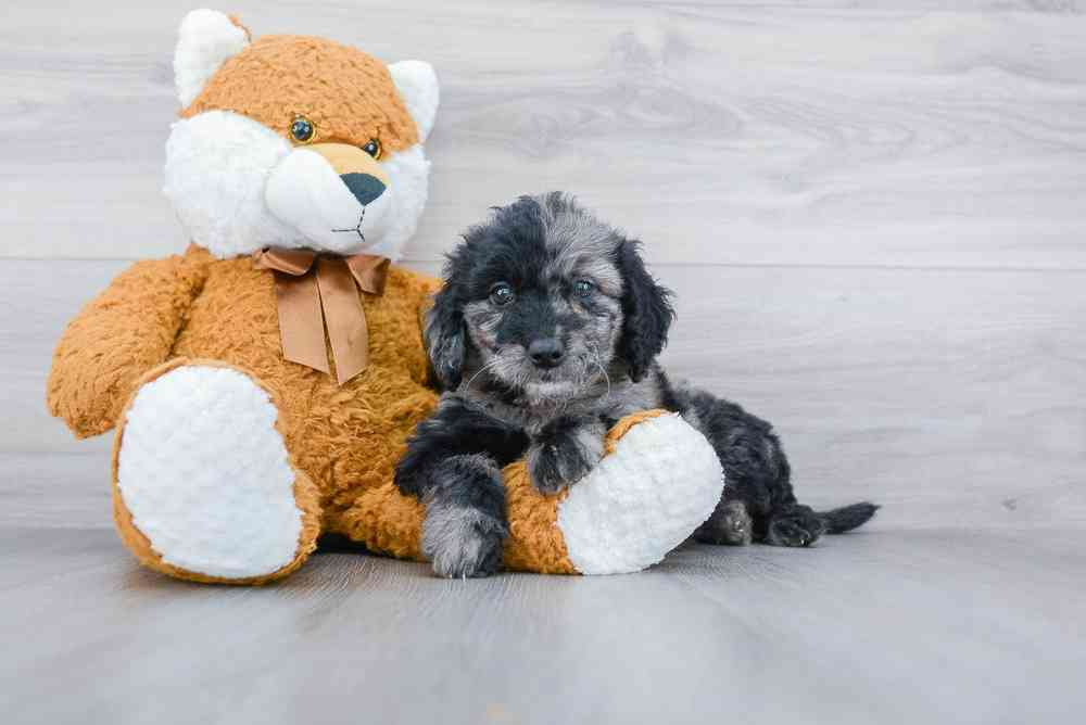 mini-goldendoodle-hannah-2298323784505325.jpg