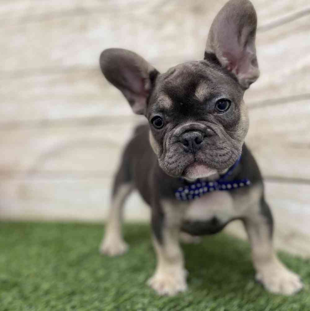 Male French Bulldog Puppy for Sale in Braintree, MA