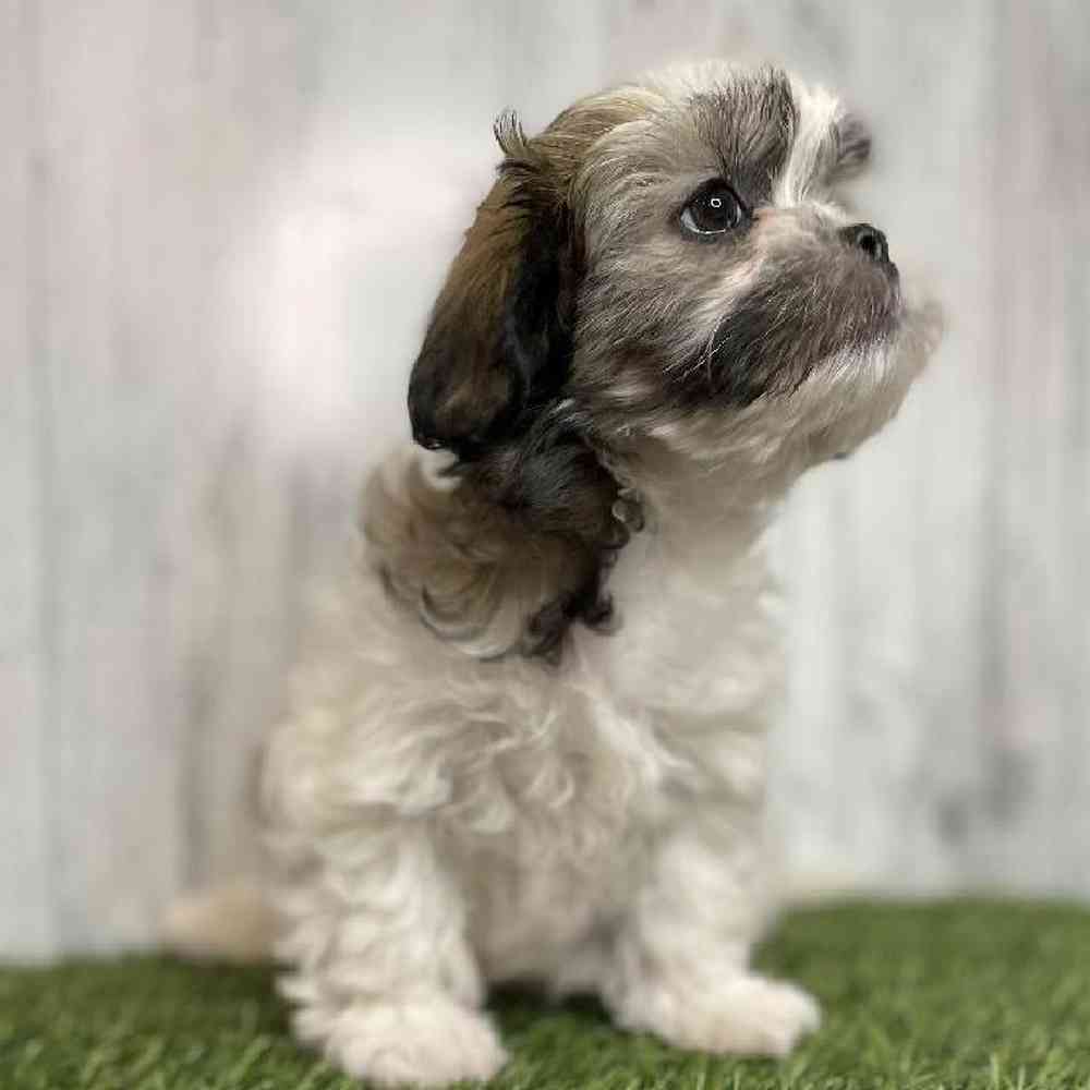 Female Teddy Bear (Zuchon) Puppy for sale