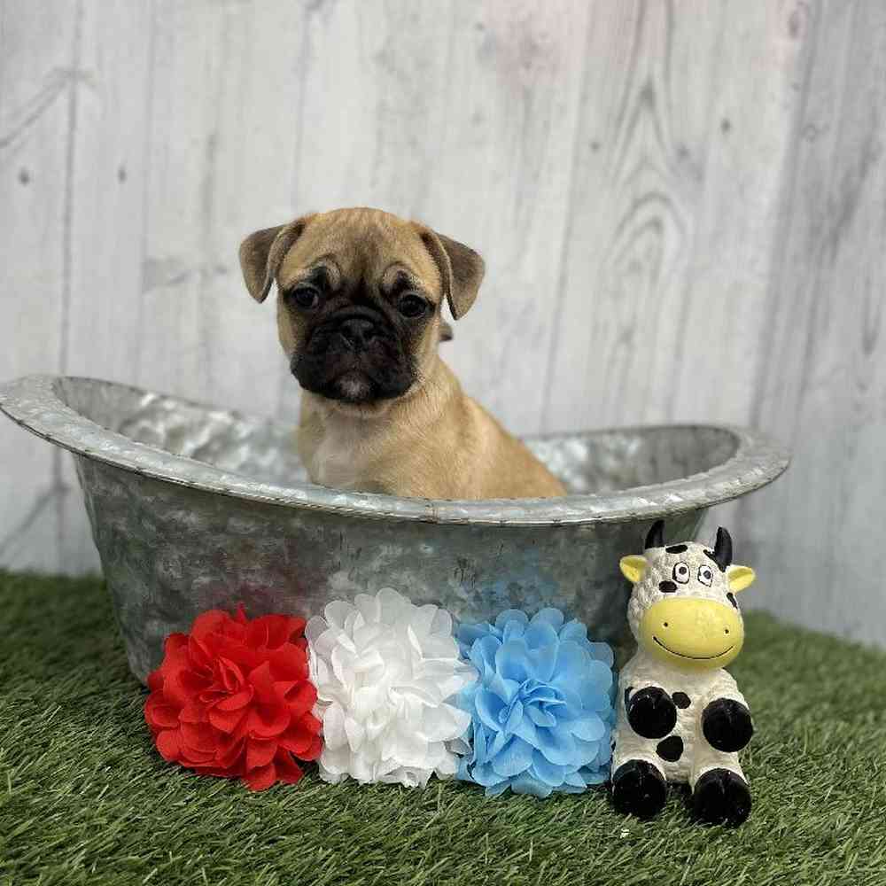 Male Frug Puppy for sale