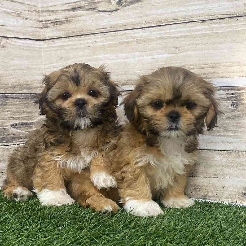 Female Shih-Apso Puppy for Sale in Saugus, MA