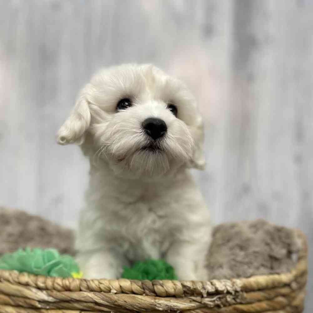 Female Cockapoo-Chon Puppy for sale