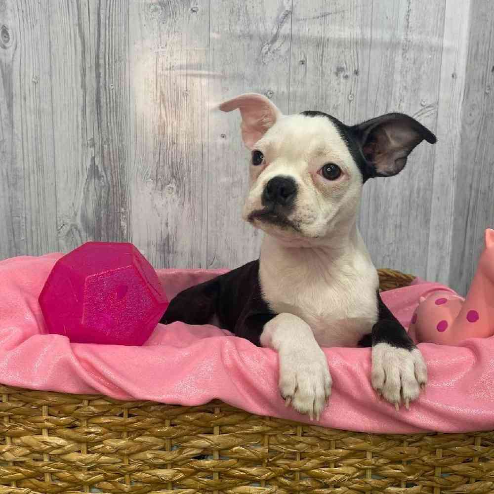 Female Boston Terrier Puppy for Sale in Saugus, MA