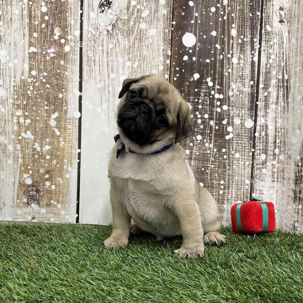 Male Pug Puppy for Sale in Braintree, MA