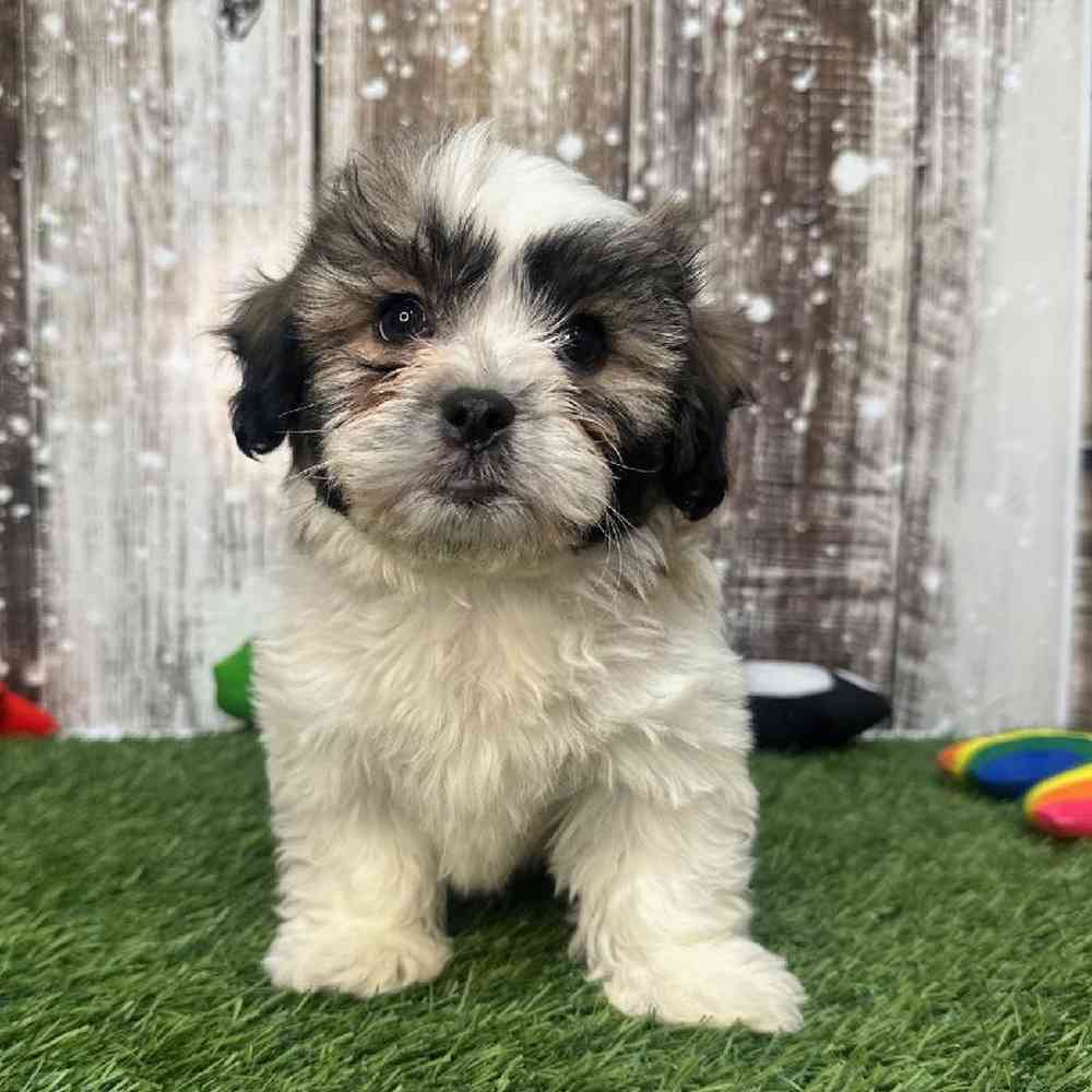 Male Teddy Bear (Zuchon) Puppy for Sale in Saugus, MA