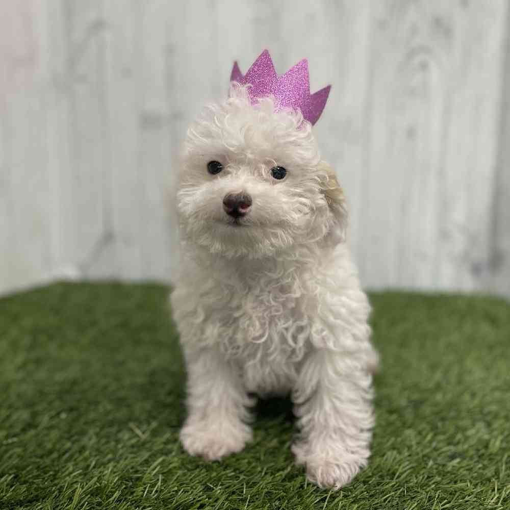 Female Poodle (MINI) Puppy for sale