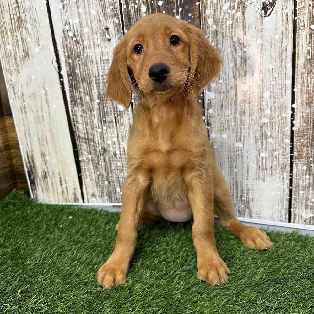 Female Golden Retriever Puppy for Sale in Saugus, MA