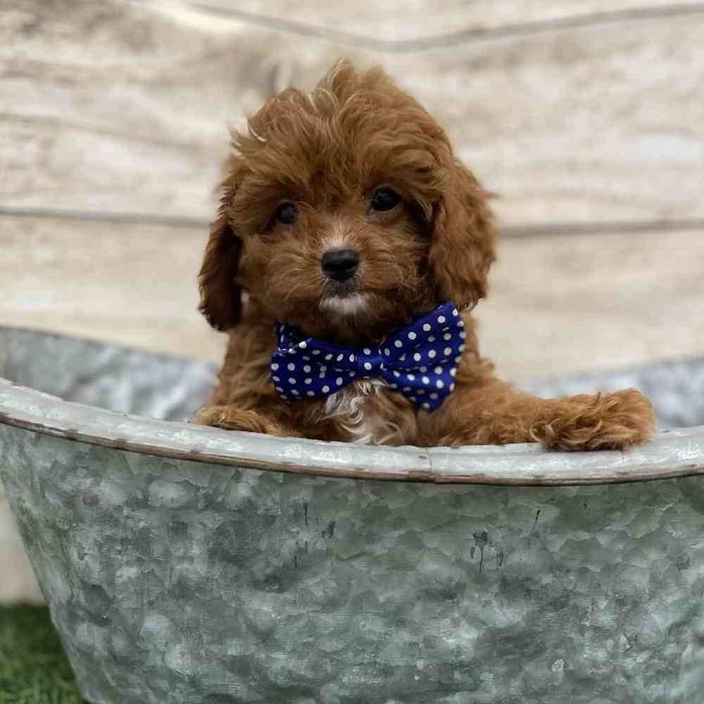 Male Cavapoo Puppy for Sale in Braintree, MA
