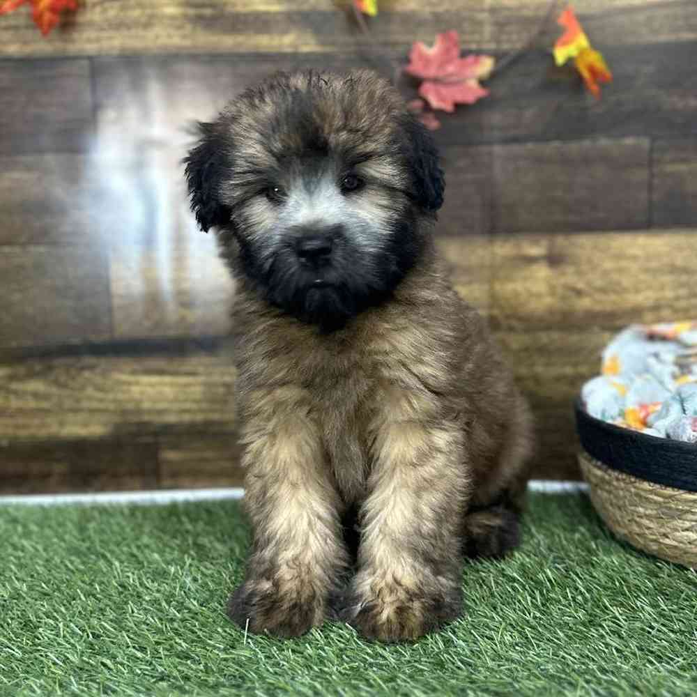 Male Soft Coated Wheaten Terrier Puppy for Sale in Saugus, MA