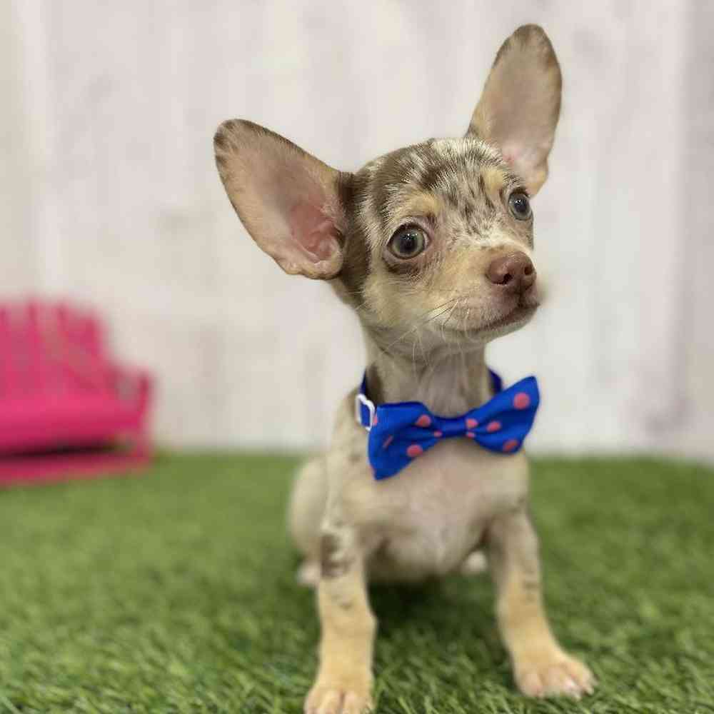 Male Chihuahua Puppy for Sale in Braintree, MA