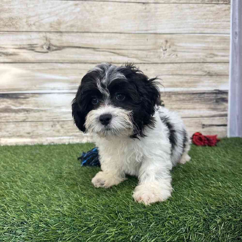 Male Shih-Poo Puppy for Sale in Saugus, MA