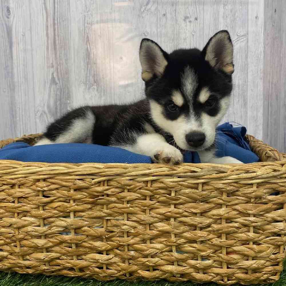 Male Alaskan Klee Kai Puppy for Sale in Saugus, MA