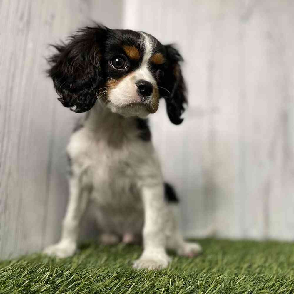 Male Cavalier King Charles Spaniel Puppy for sale