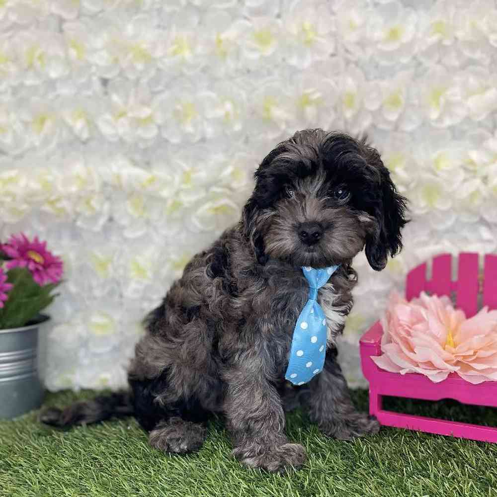 Male Cockapoo Puppy for Sale in Braintree, MA