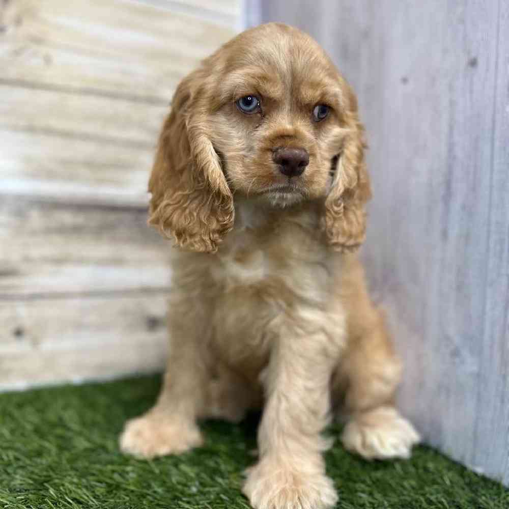 Male Cocker Spaniel Puppy for Sale in Saugus, MA